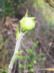 Hermas villosa