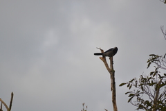 Cyanocorax violaceus