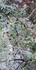 Rosa abyssinica