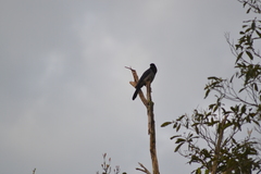 Cyanocorax violaceus