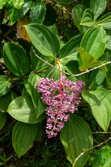 Medinilla cummingii
