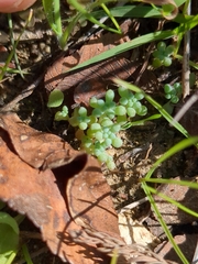 Sedum nuttallii