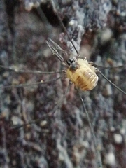 Mitostoma chrysomelas