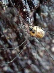 Mitostoma chrysomelas