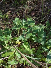 Ranunculus macranthus