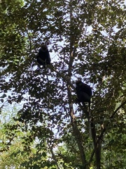 Semnopithecus vetulus