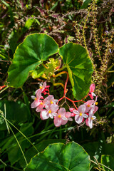 Begonia minor