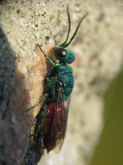 Chrysis ignita