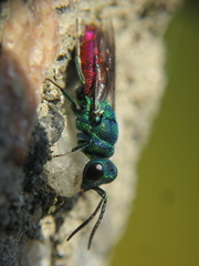 Chrysis ignita