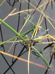 Pseudagrion draconis