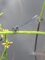 Pseudagrion draconis