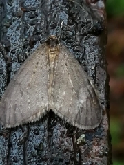 Operophtera