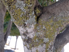 Candelariella efflorescens