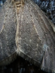 Operophtera