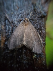 Operophtera