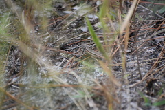 Sceloporus woodi