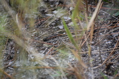 Sceloporus woodi
