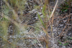 Sceloporus woodi