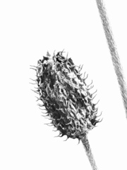Anemone virginiana