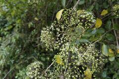 Eleutherococcus trifoliatus