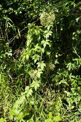 Eleutherococcus trifoliatus