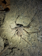 Paraphrynus laevifrons