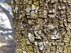 Candelariella efflorescens