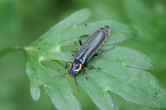 Cantharis obscura