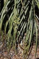 Chloraea