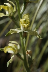 Chloraea