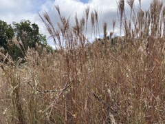 Andropogon bicornis