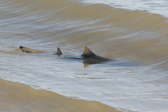 Negaprion brevirostris