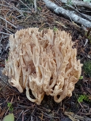 Ramaria acrisiccescens