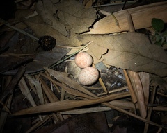 Nyctidromus albicollis