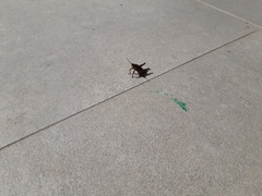 Sphenarium purpurascens