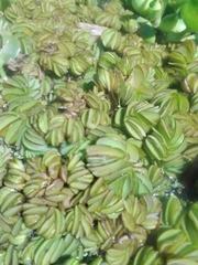 Salvinia