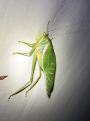 Philophyllia guttulata