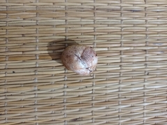 Rhizopogon