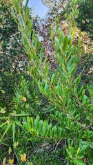Ilex opaca arenicola