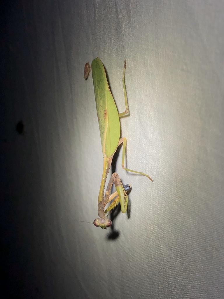 Parastagmatoptera vitreola