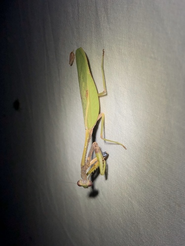 Parastagmatoptera vitreola
