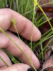 Carex umbellata
