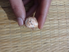Rhizopogon