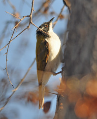 Melithreptus albogularis