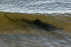 Negaprion brevirostris