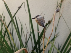 Sphenarium purpurascens