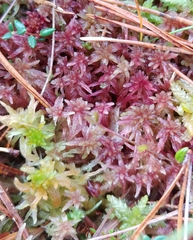 Sphagnum angermanicum