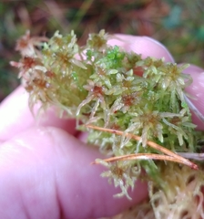 Sphagnum angermanicum