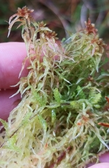 Sphagnum angermanicum