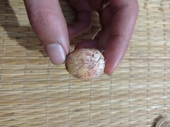 Rhizopogon